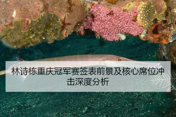 林诗栋重庆冠军赛签表前景及核心席位冲击深度分析